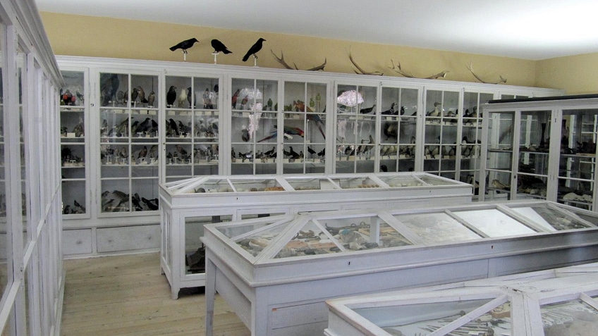 Salle de collection ornithologique avec vitrines blanches remplies de spécimens d'oiseaux empaillés et préparations naturalisées rangées dans des meubles de rangement.