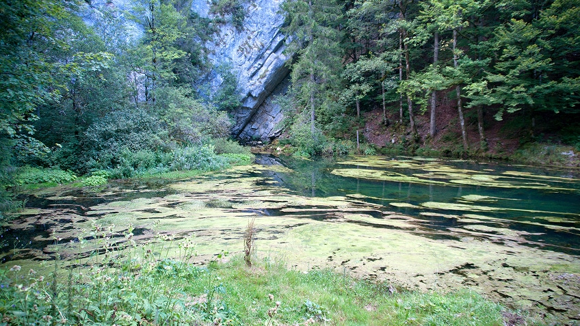 Étang forestier couvert de végétation aquatique verte entouré d'arbres avec formation rocheuse en arrière-plan.