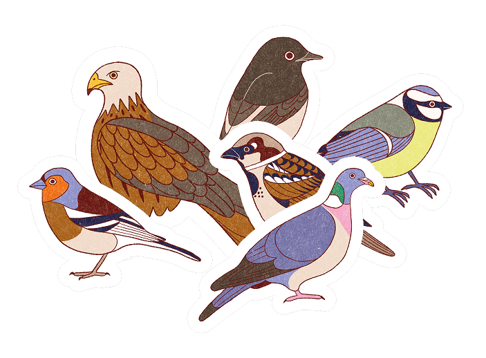Illustration stylisée de six espèces d'oiseaux différents disposés en groupe, incluant un aigle, un rouge-gorge, un merle, un moineau, un pigeon ramier et une mésange.