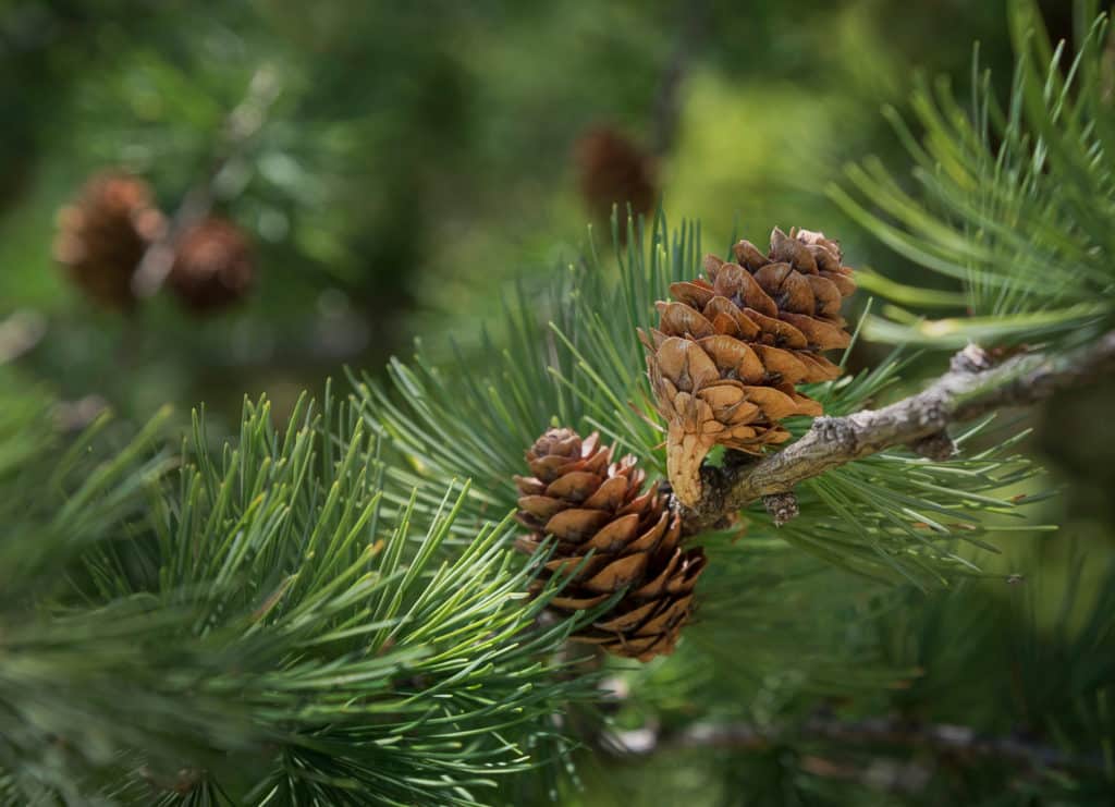 Pommes de pin brunes sur une branche de conifère aux aiguilles vertes, avec arrière-plan flou.