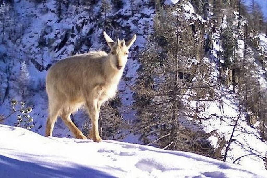 Bouquetin au pelage clair avec cornes se tenant sur un rebord rocheux enneigé en montagne avec paroi rocheuse et arbres en arrière-plan.