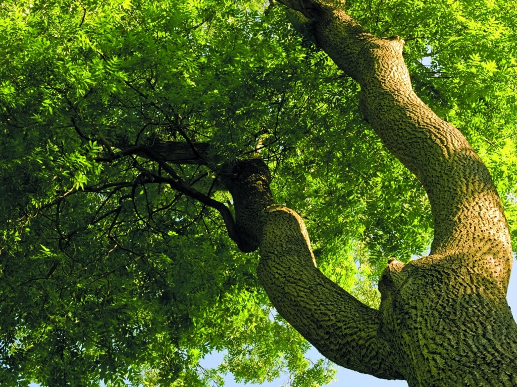 Vue en contre-plongée d'un grand arbre feuillu avec tronc massif et branches s'étendant dans un feuillage vert luxuriant éclairé par le soleil.
